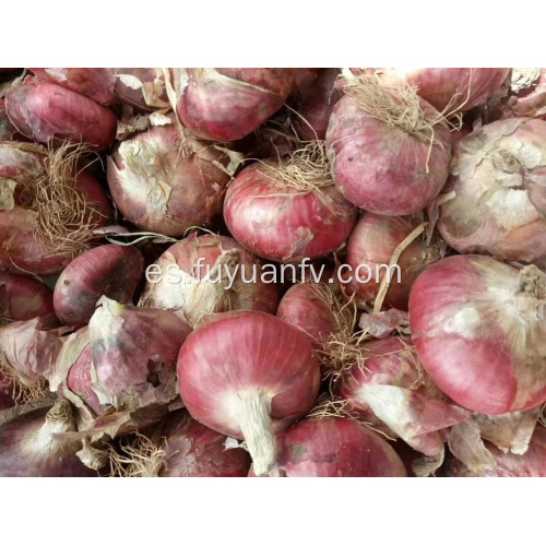 exportando cebolla roja a Indonesia